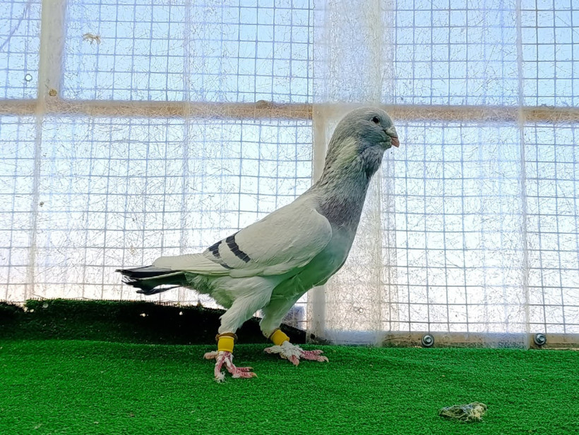 Memurluğu bıraktı, çocukluk hayaliyle milyonlar kazanıyor - Resim : 2