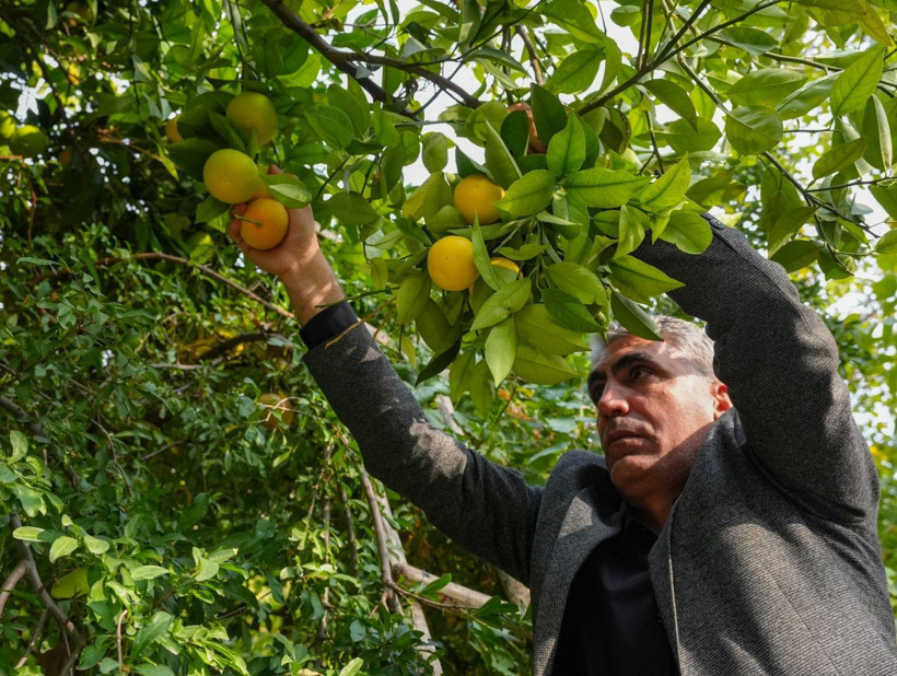 İklim değişti mahsul şaşırttı: Diyarbakır'da mikroklima mucizesi - Resim: 9