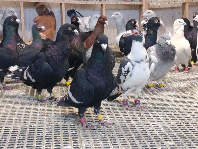 Memurluğu bıraktı, çocukluk hayaliyle milyonlar kazanıyor - Resim : 3