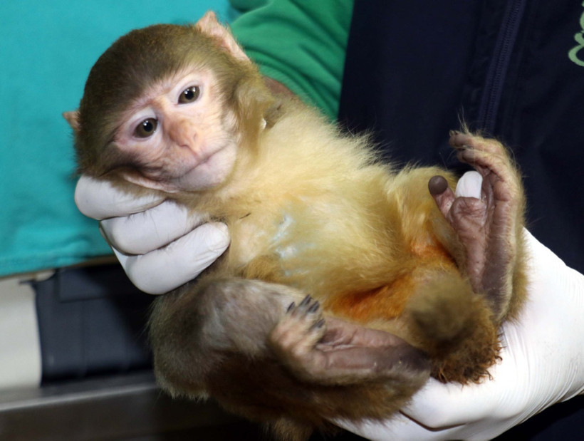 Sınırda bulunan maymunlara karantina - Resim : 3