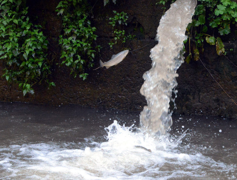 Selin vurduğu tesiste alabalıkların 'oksijen' mücadelesi - Resim : 1