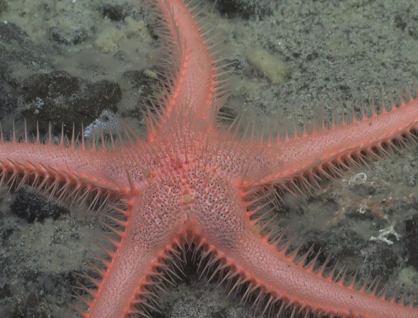 Derin denizde bulundu: 'Ölüm topu' avcı deniz süngeri - Resim : 2