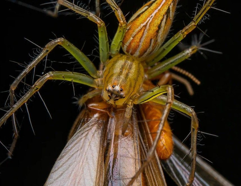 Doğanın saklı yüzü: Yılın Yakın Plan Fotoğrafçılığı kazananları belli oldu - Resim: 3