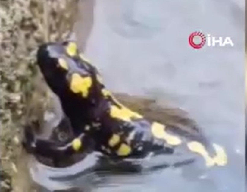 Köy çeşmesinde görüldü! Nesli tehlike altında - Resim : 1