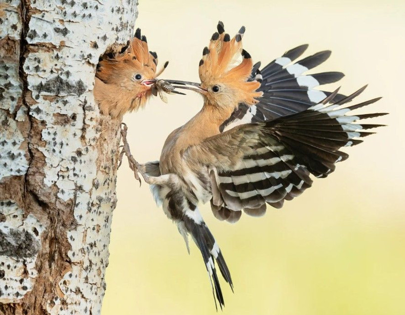 National Geographic yılın en iyi karelerini seçti: Türk fotoğrafçı da ödül aldı - Resim: 10