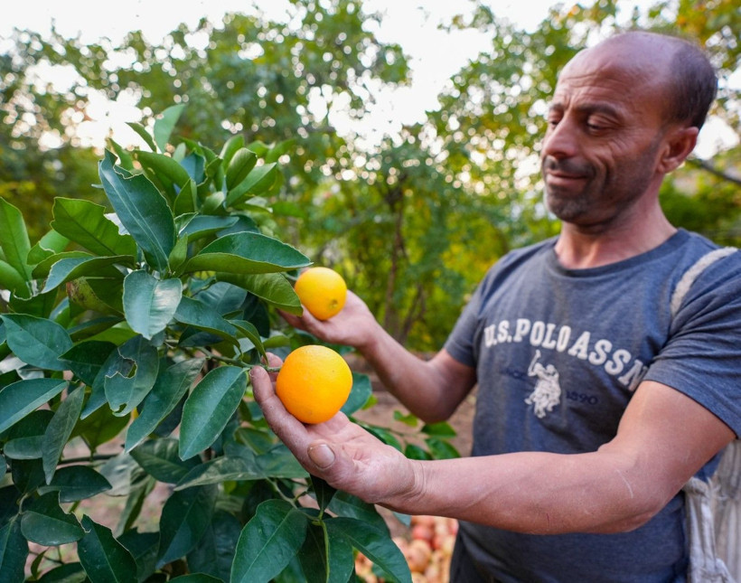 İklim değişti mahsul şaşırttı: Diyarbakır'da mikroklima mucizesi - Resim: 24
