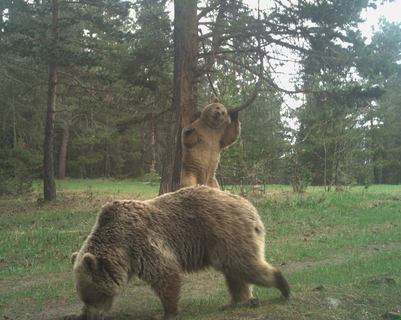 Ayıların kaşınmak için ağaç tercihi tesadüf değil - Resim : 1