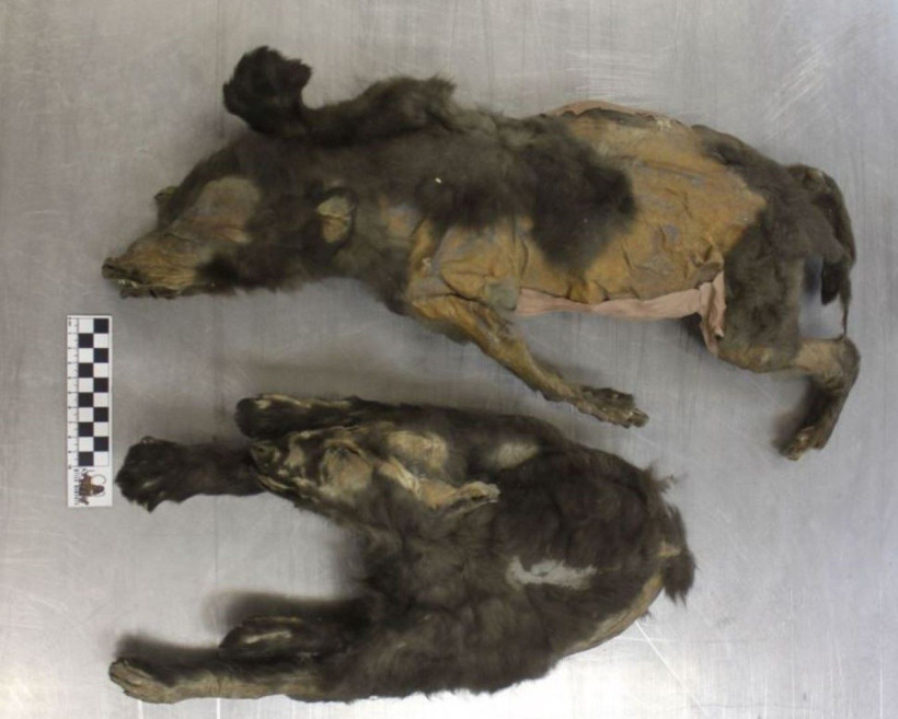 Gizemler bir bir çözüldü: 2025'te en çok konuşulan bilimsel keşifler - Resim: 2