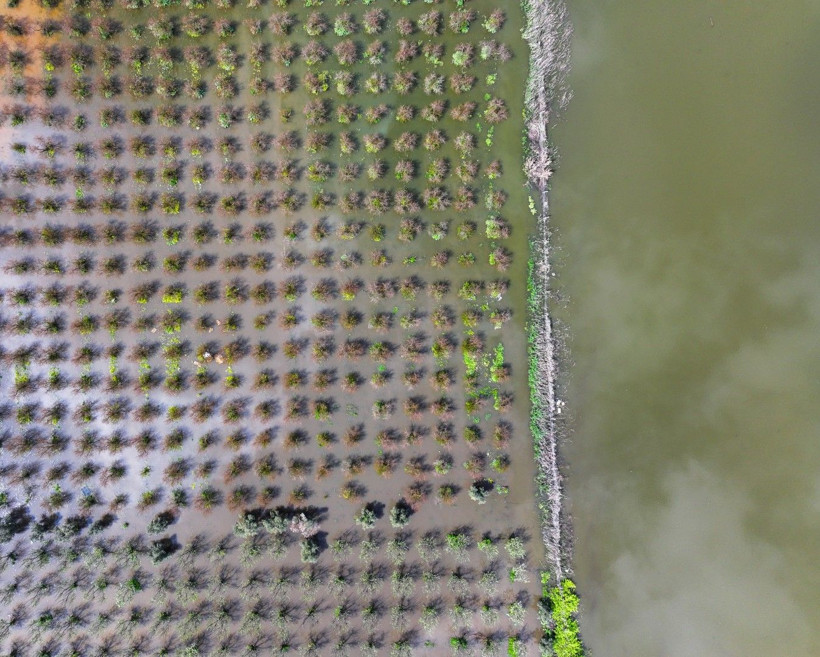 Üretici zamanla yarışıyor: Tarlada endişe yaratan görüntü - Resim: 2
