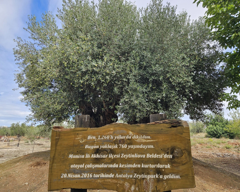 Bir tanesini cüzdanında taşımak isteyen bile var. Tam 1200 yaşında - Resim : 3