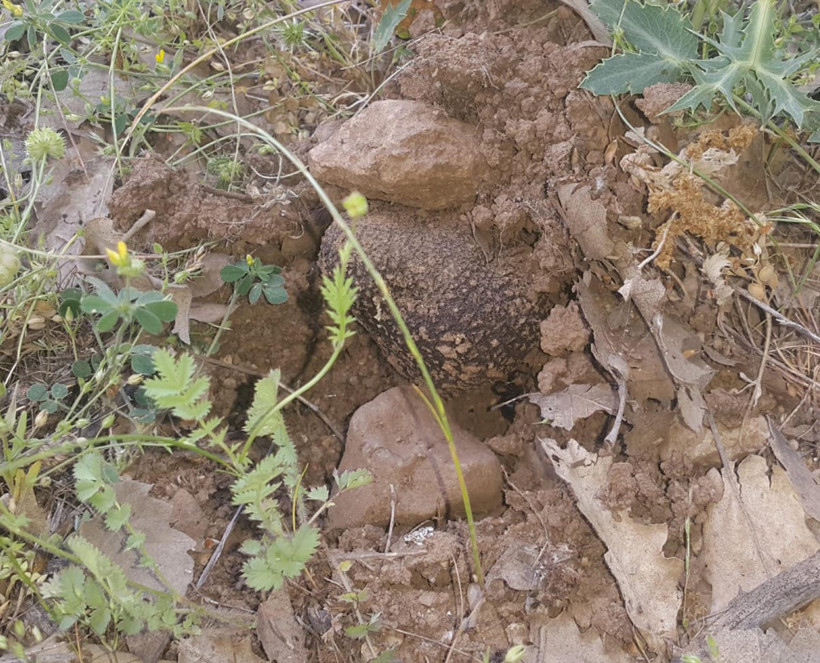 Özel eğitimli köpeklerle, toprağın altında 22 tonluk 'kara elmas' bulundu - Resim : 2