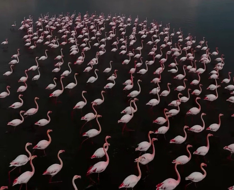 Erçek gölünde pembe bir masal: Flamingolar yine büyüledi - Resim: 3