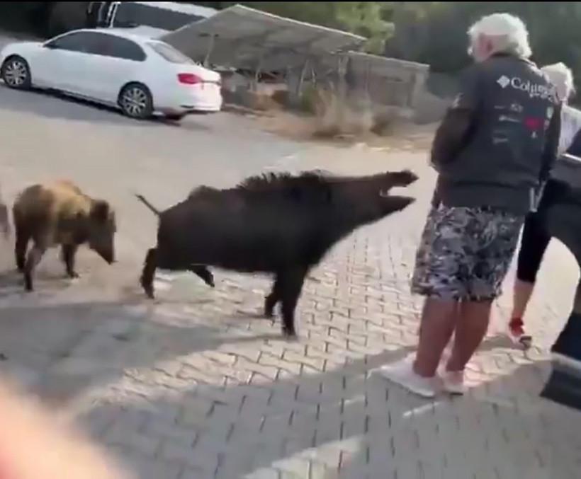 Domuz çitfliği değil, Kuşadası - Resim : 2