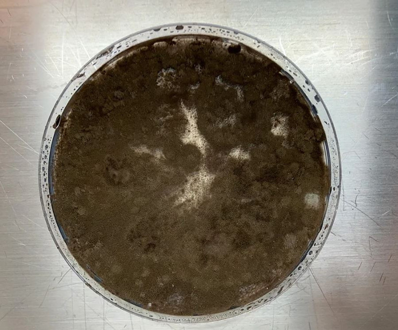 Çernobil'de hayat bulan gizemli mantar: Radyasyon 'yiyor' - Resim : 1