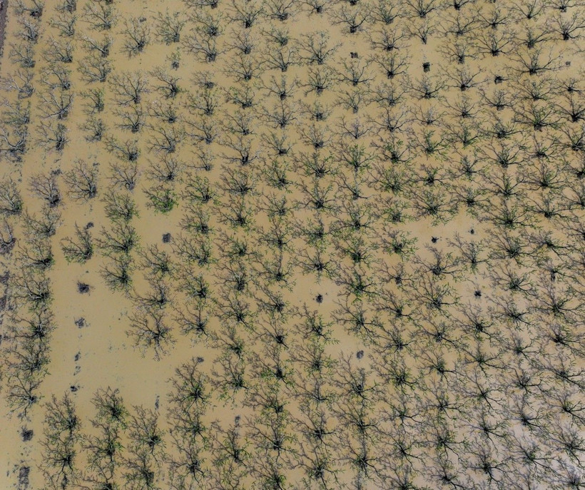 Üretici zamanla yarışıyor: Tarlada endişe yaratan görüntü - Resim: 13