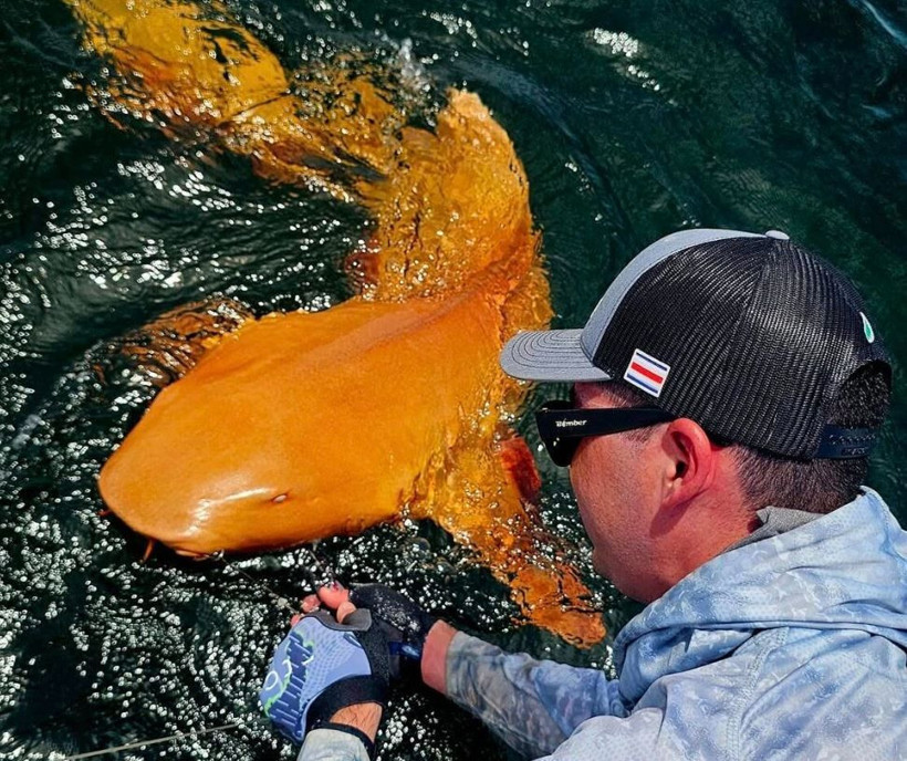 Bilim insanlarını şaşırtan keşif: Turuncu köpek balığı! - Resim: 4