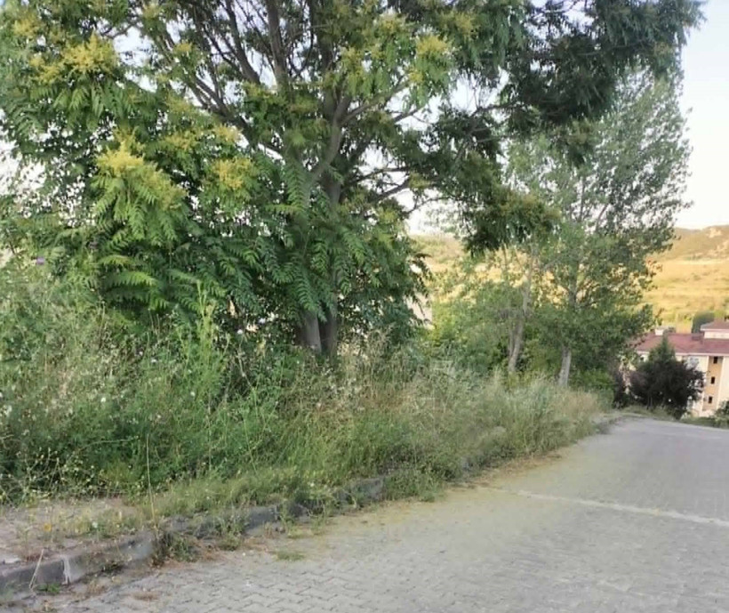 Otlu kaldırımda yılan korkusu: Mahalleli tedirgin - Resim : 1