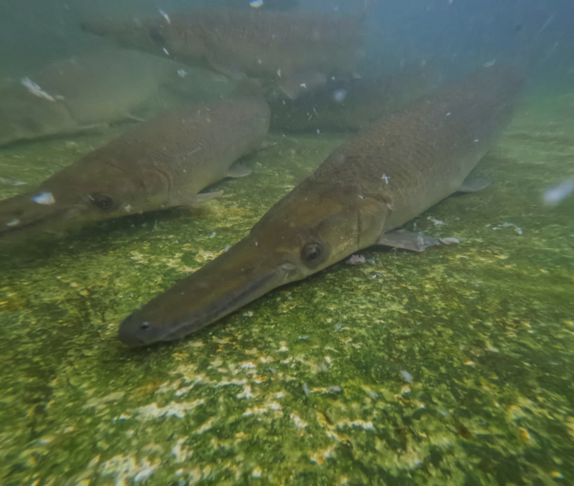 140 milyon yıllık hazine tehlikede - Resim : 2