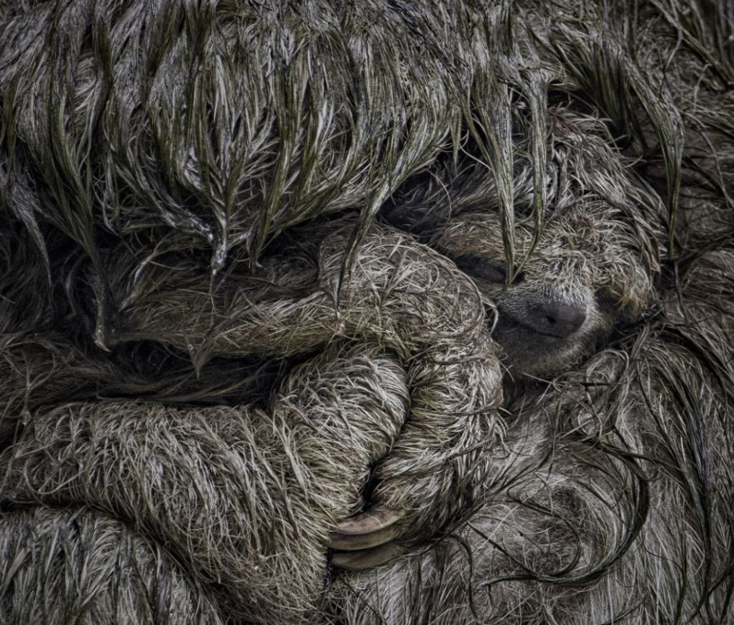 2025 Doğa Fotoğrafçılığı Yarışması'nın kazananları belli oldu - Resim: 4