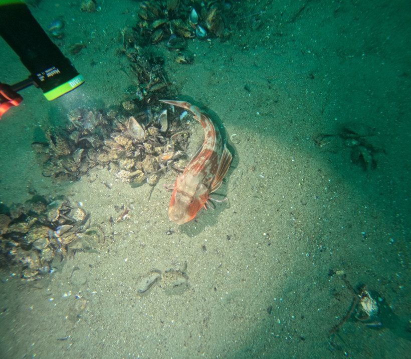 Marmara Denizi’nde 30 noktada kirlilik alarmı - Resim : 1