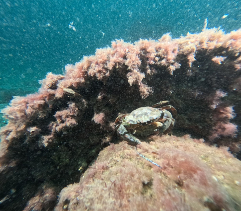 Marmara Denizi’nde 30 noktada kirlilik alarmı - Resim : 2