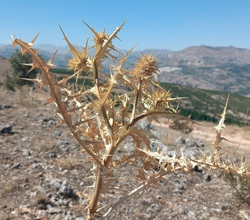 Kendiliğinden yetişiyor, fiyatı altınla yarışıyor - Resim : 2