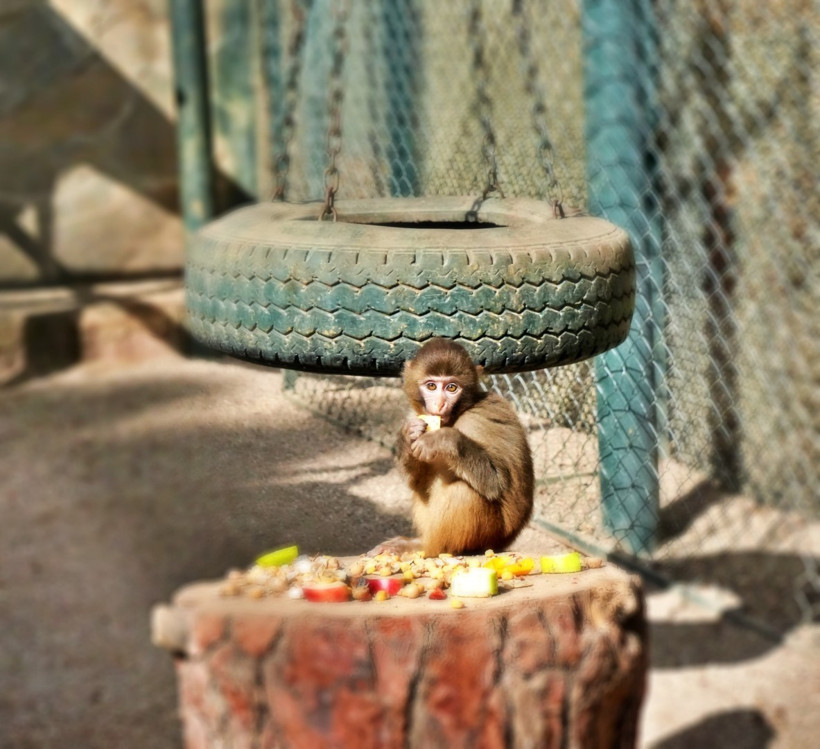 Fıstık Antalya'da ailesiyle yeni bir hayat kurdu - Resim : 2