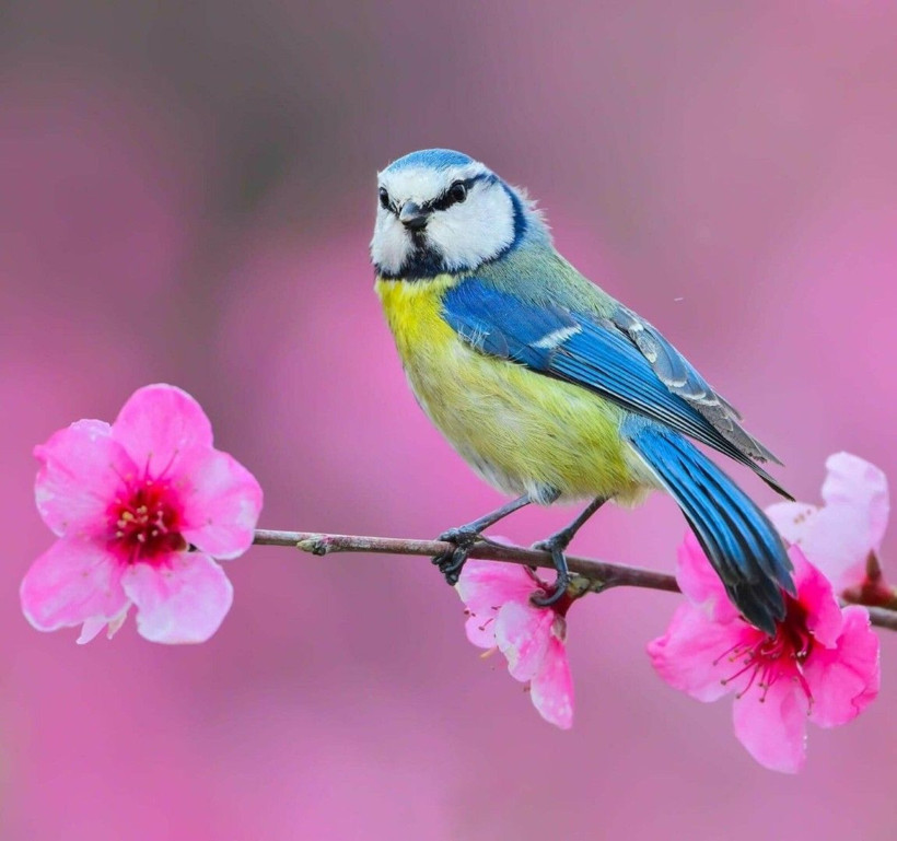 Yangın kuşların yuvasını da yaktı: Bir daha gelmeyecekler - Resim: 4