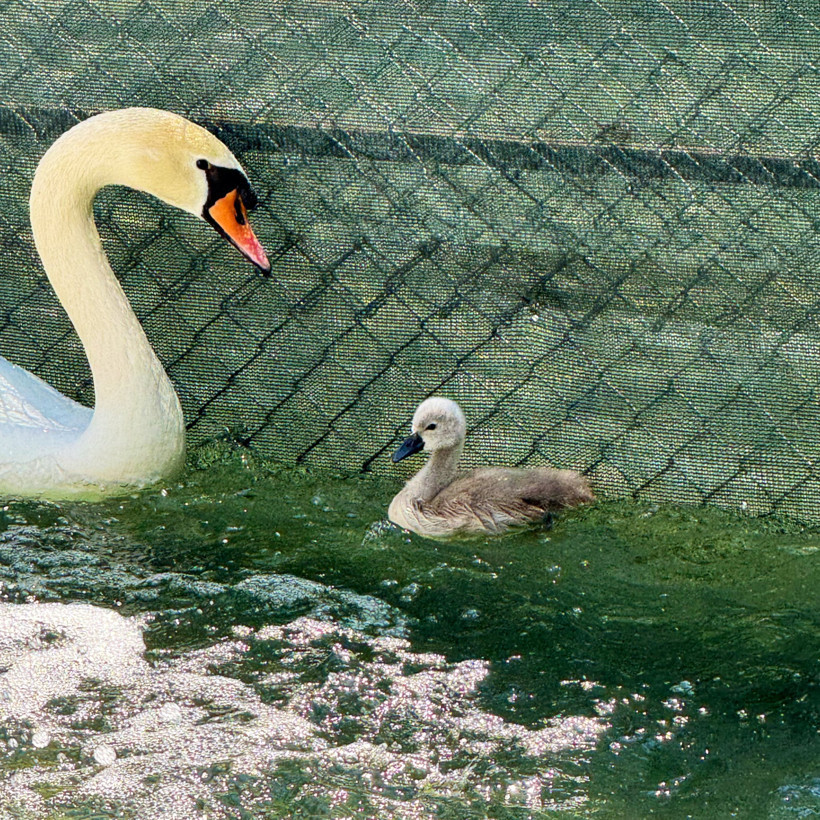 Kuğulu Park'ta 15 yıl sonra bir ilk yaşandı - Resim : 1