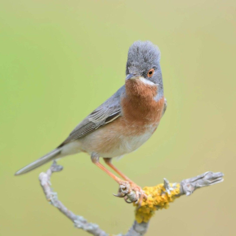 Yangın kuşların yuvasını da yaktı: Bir daha gelmeyecekler - Resim: 5