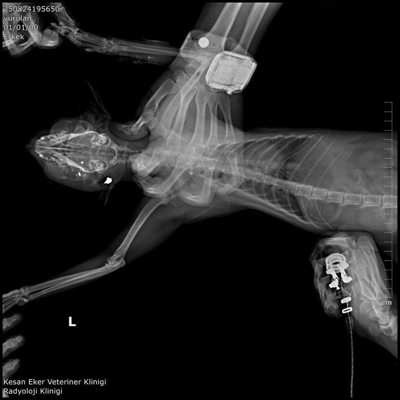 Kedilere kurşun yağdırdı, hapis cezası isteniyor - Resim : 2