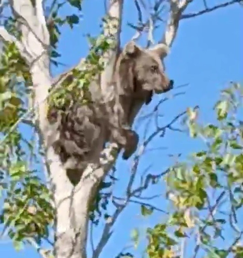 Köylüleri peşine düşürmüştü: Bu kez ağaç tepesinde görüldü - Resim : 2