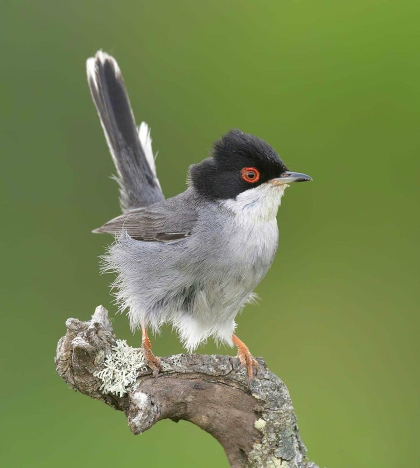 Yangın kuşların yuvasını da yaktı: Bir daha gelmeyecekler - Resim: 3