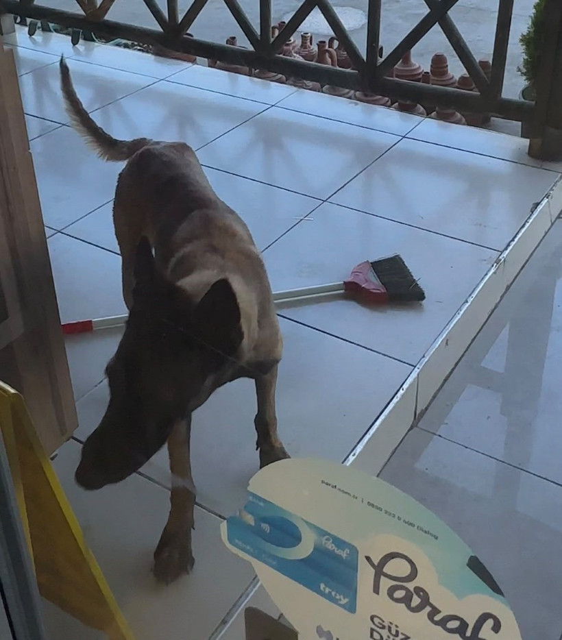 Afyonkarahisar'da sahipsiz köpek saldırısı - Resim : 2