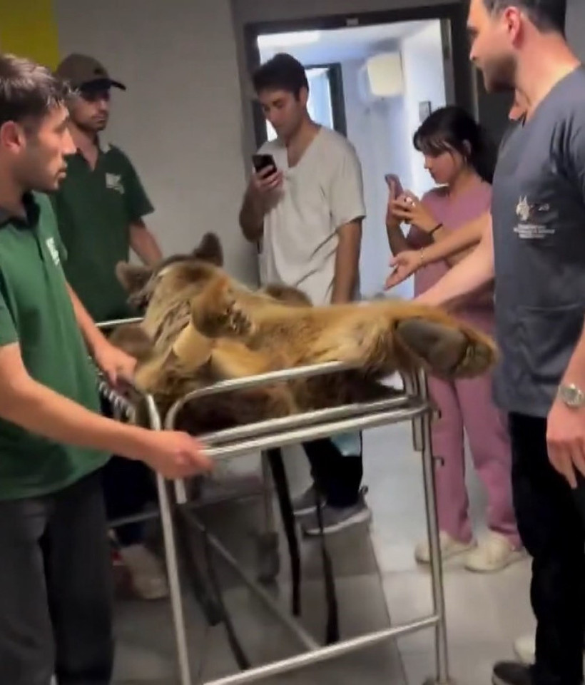 Meyveyi fazla kaçıran ‘Okan’ ayı MR’a girdi - Resim : 1