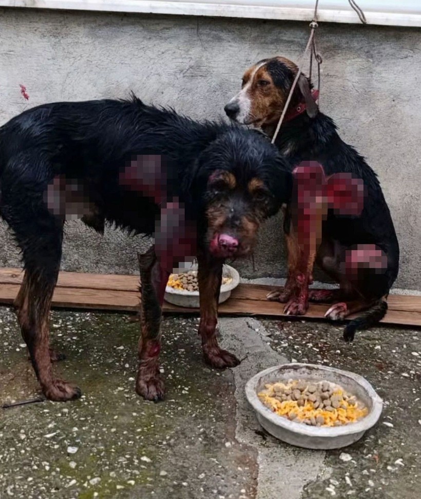 Vahşet: Kilometrelerce sürükledi, bacağından mermi çıktı - Resim: 1